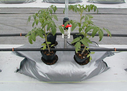 トマト袋培地栽培システム用土