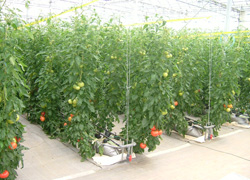 トマト袋培地栽培システム用土